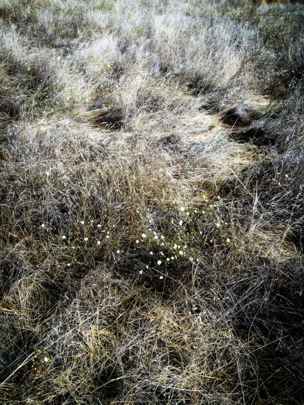 Arastradero-Preserve-10-2014-1