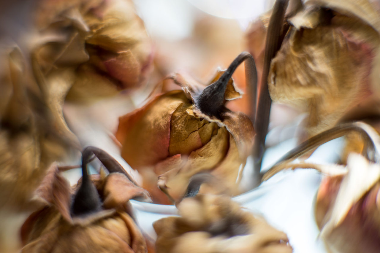 macro-02
