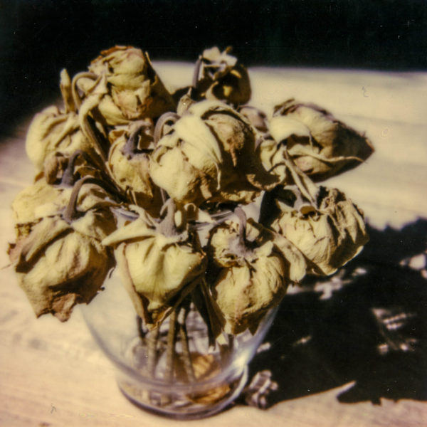 polaroid-glass-flowers010